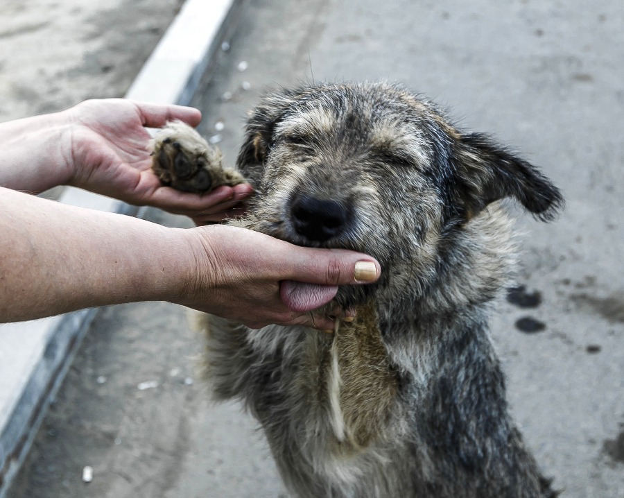 Третий госприют для бездомных животных построят в Челябинской области