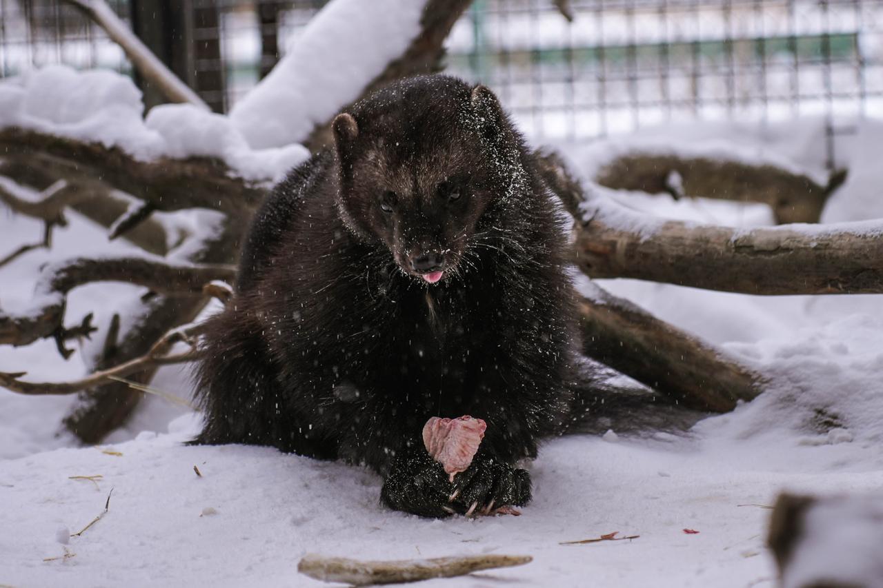 В челябинском зоопарке раскрыли меню новогоднего застолья животных