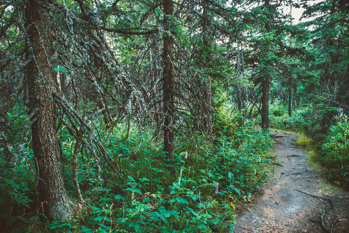 Загадочную находку сделали в реликтовом бору Челябинской области*1