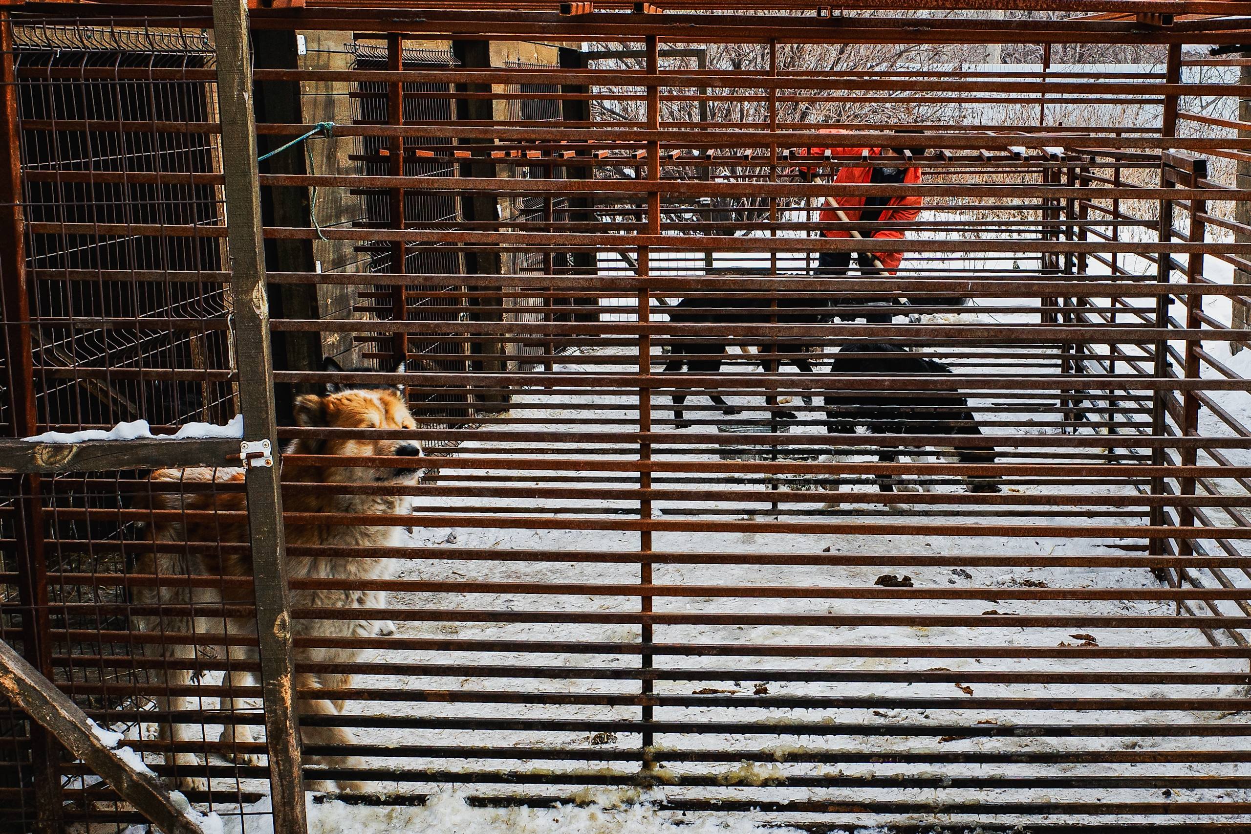 Московский зоопарк или навсегда в приюте: кто заберёт собаку из челябинского «Додо»