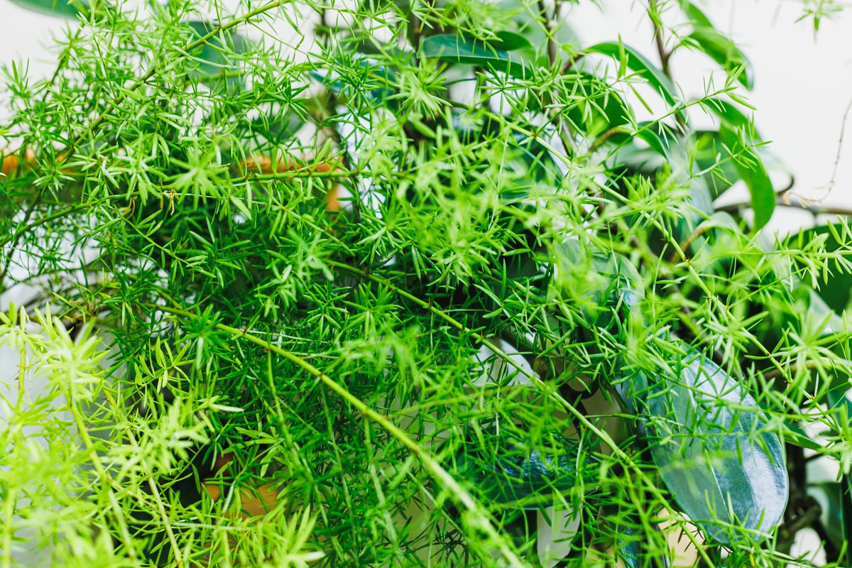 Агроэксперимент 50-летнего копейчанина обезвредили полицейские*