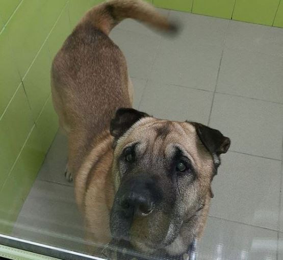 В Челябинске хозяйка бросила собаку у клиники с просьбой усыпить