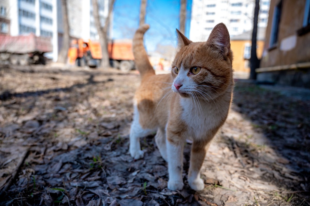 Кота Дизеля в бронежилете сняли на видео челябинские бойцы СВО*1