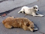 Магнитогорская дачница держала на своем участке более 20 собак