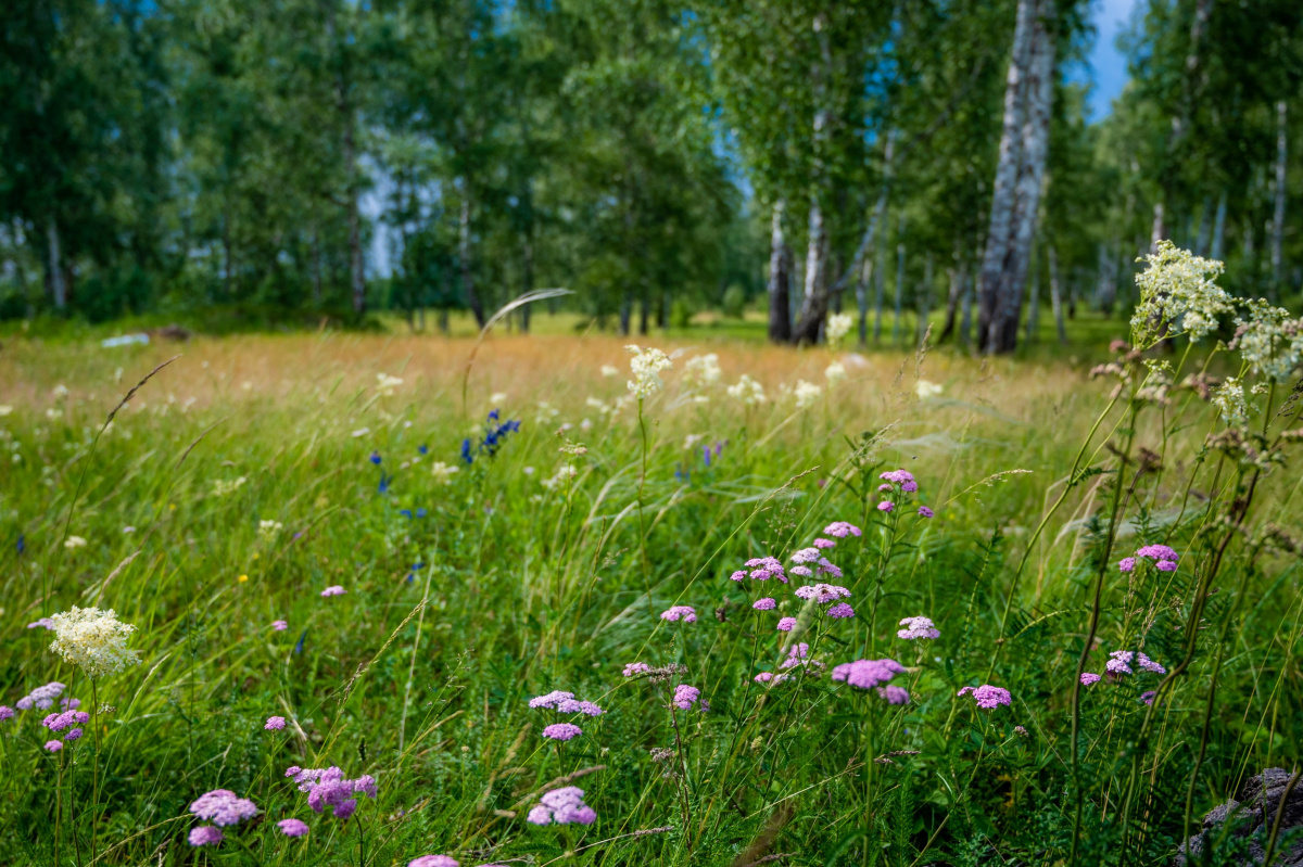 Челябинская область угодила в клещевые фавориты*