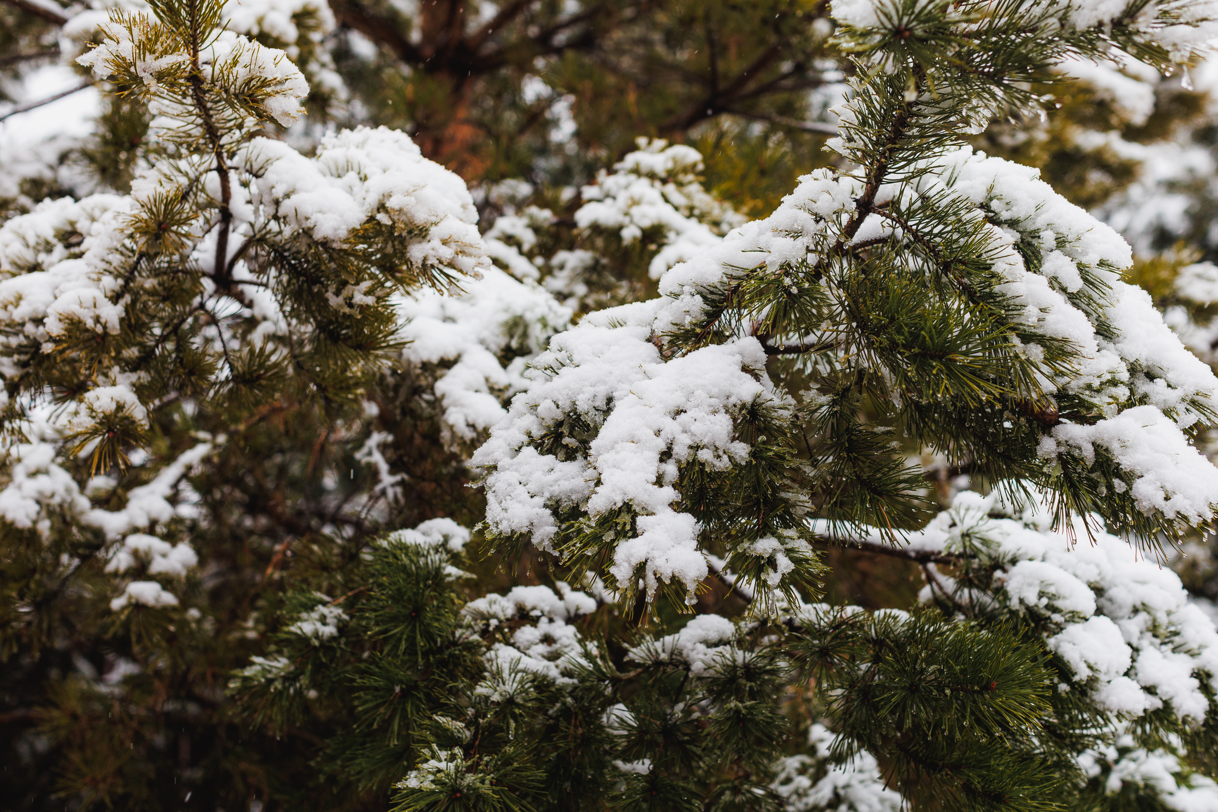Утром 2 ноября Челябинск накрыло первым снегопадом