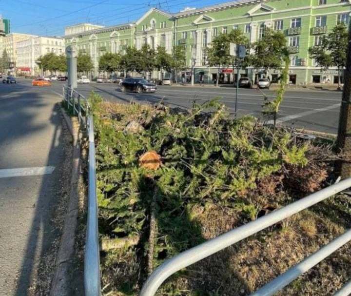 В Челябинске снос столетней лиственницы обернулся уголовным делом