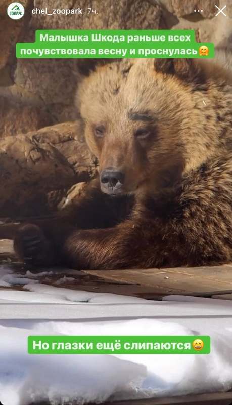 В челябинском зоопарке медведица отметила приход ранней весны