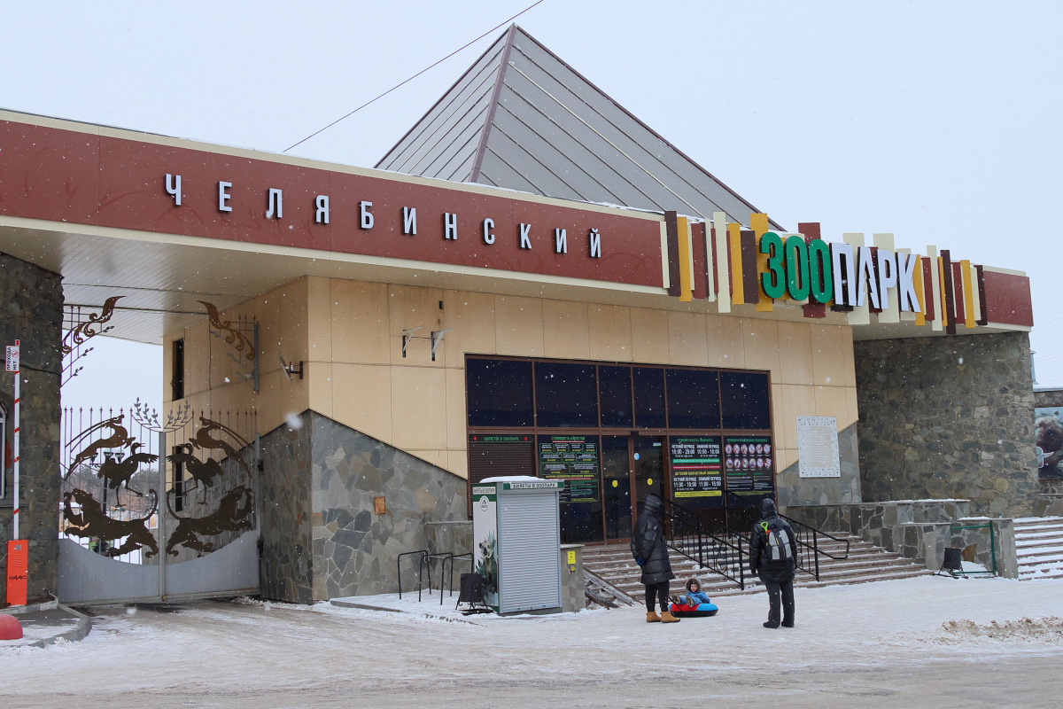 В Челябинском зоопарке появился «игрушечный» барашек Велес*1