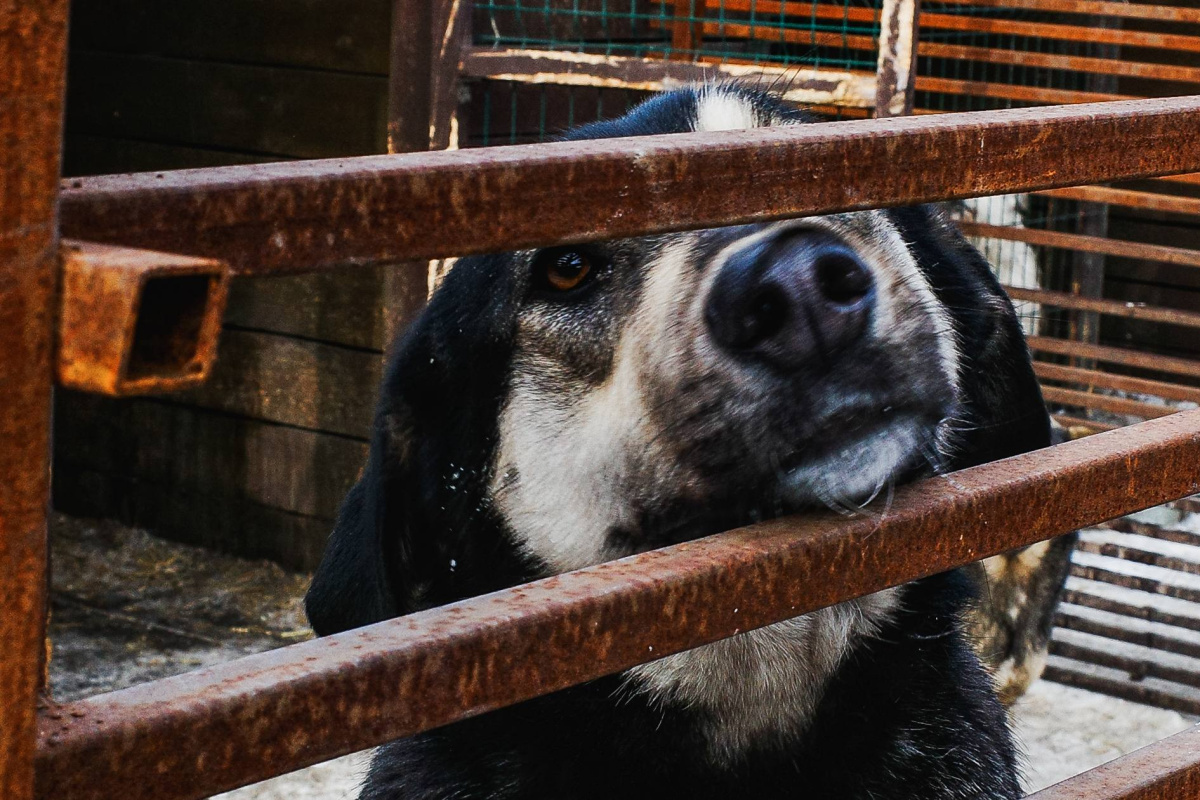Проводник спасла щенка из опрокинувшегося поезда Москва – Челябинск*1