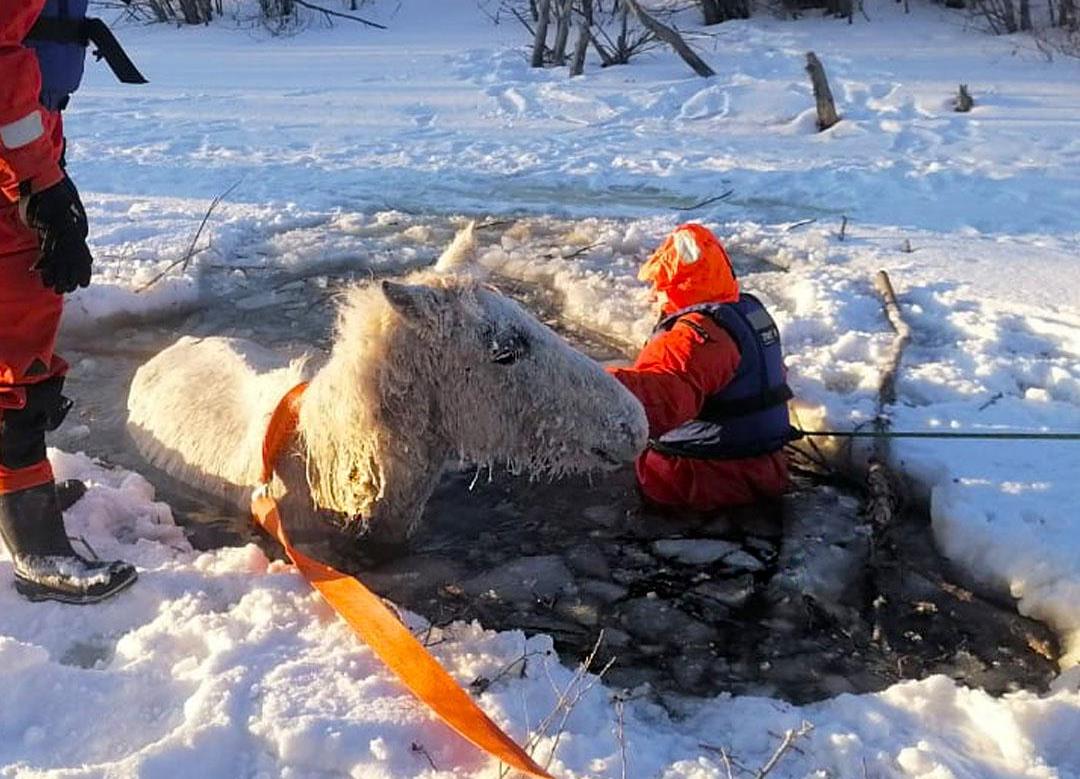 Масштабную операцию по спасению лошади развернули на водоеме под Карталами*