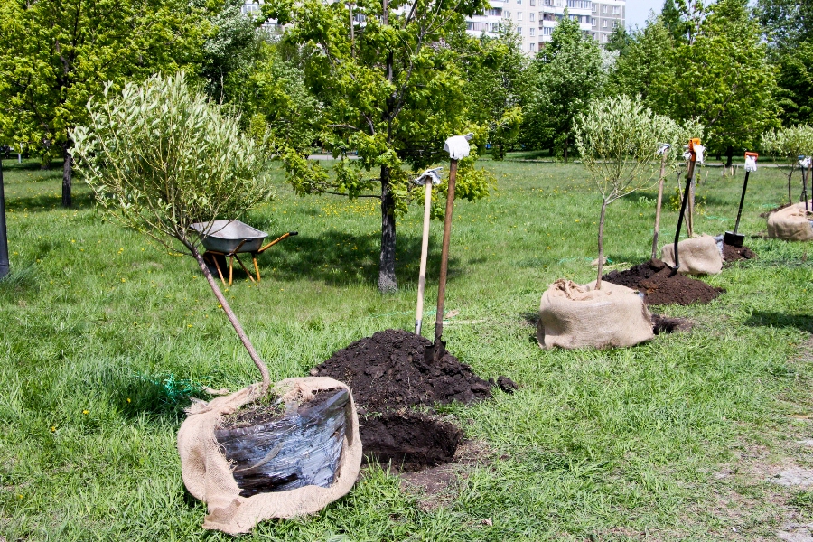 Территорию бывшего автовокзала у «Юности» в Челябинске засадят деревьями*1