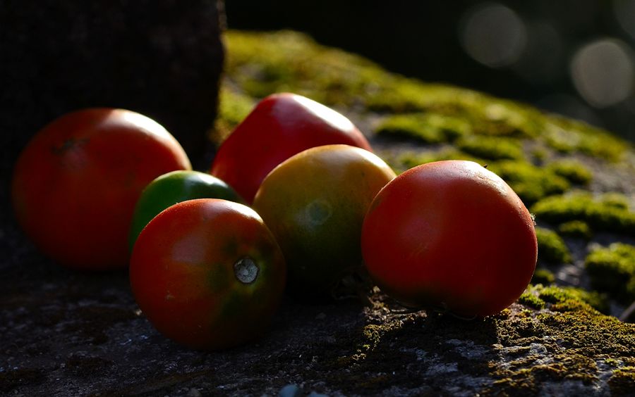 В Челябинской области уничтожили 5 тонн томатов из-за рубежа