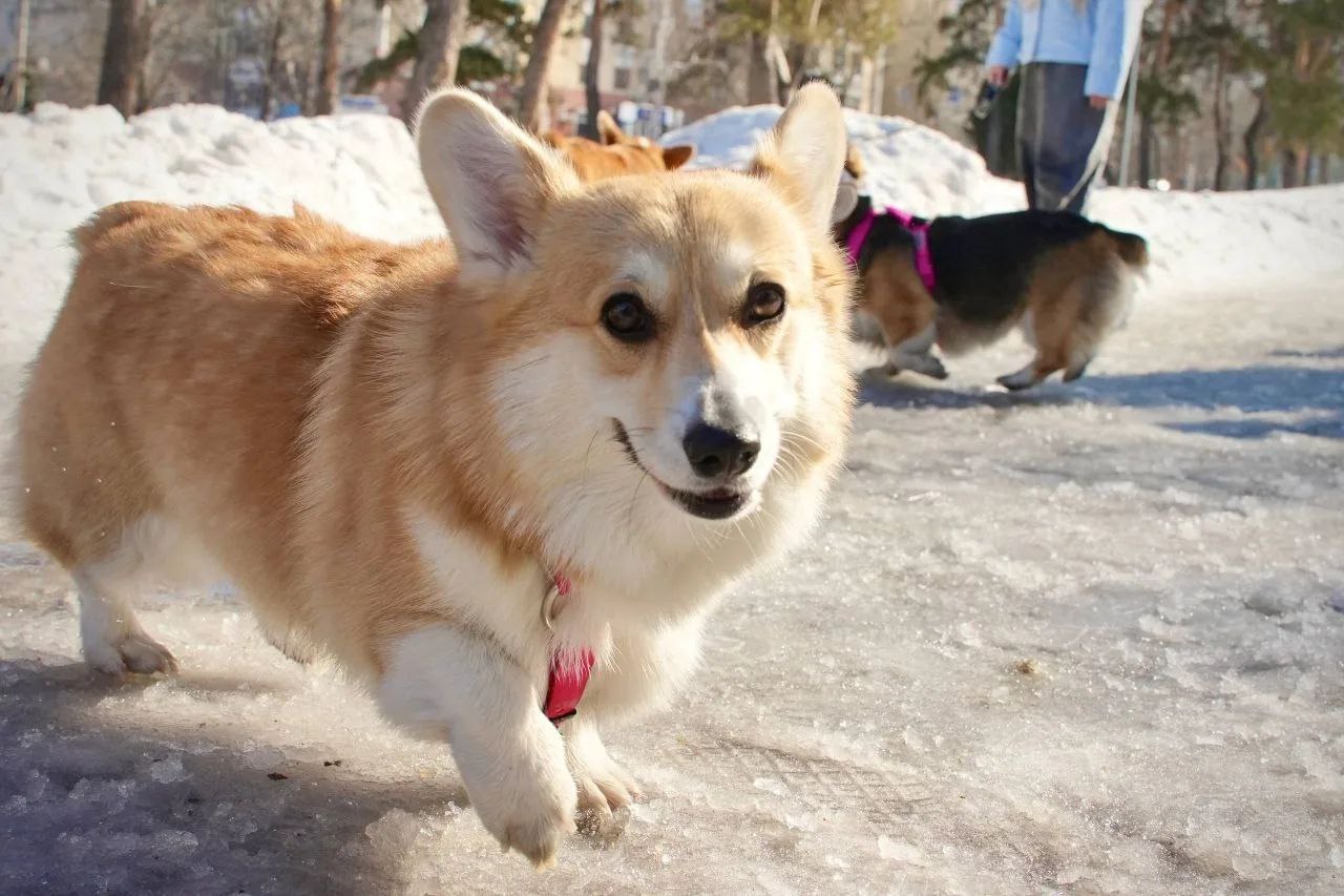 Милота дня: в центре Челябинска собрались корги в смешных костюмах