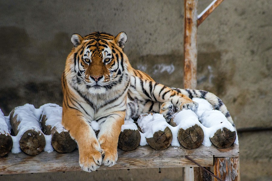 Как животные Челябинского зоопарка переносят аномальные морозы