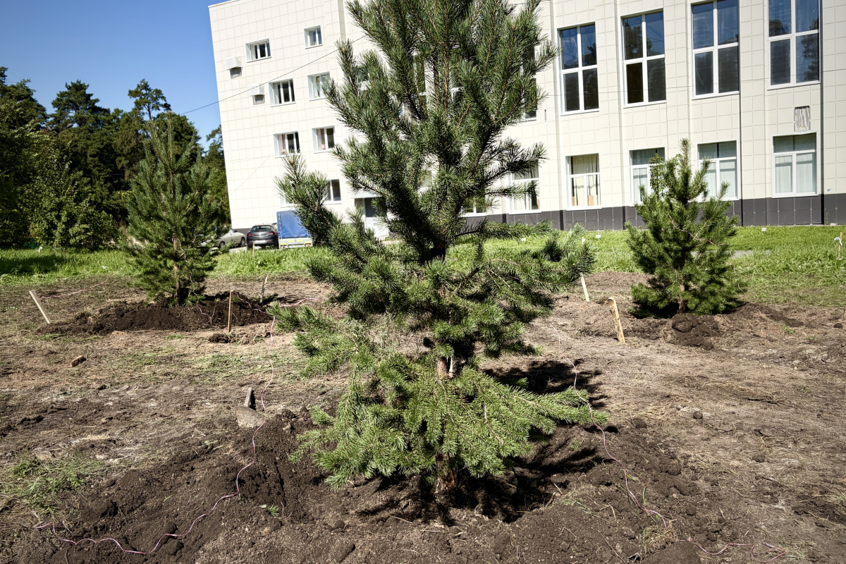 В центре Челябинска вместо стройки появился лес*