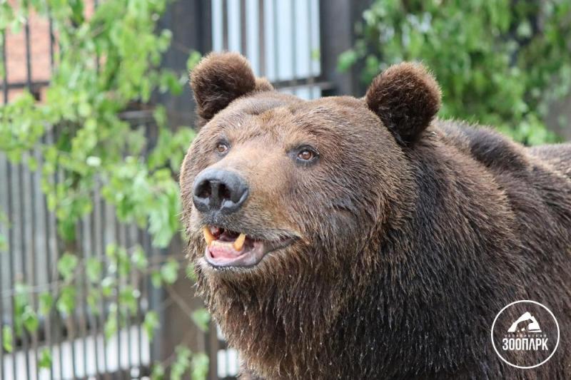 Медведь, живший в кафе у трассы, поселился в челябинском зоопарке
