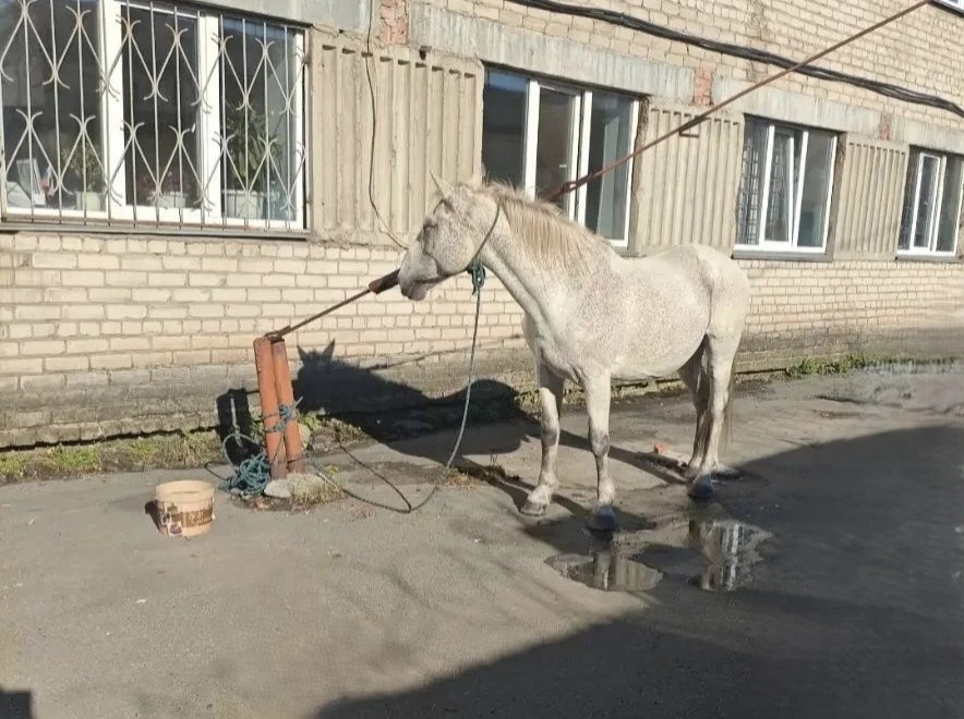 Прогулка с чужим конём закончилась для жителя Копейска задержанием*