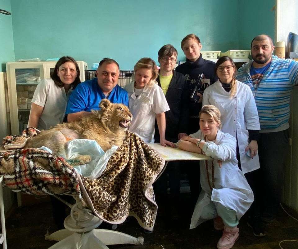 Карен Даллакян прооперировал искалеченного львенка
