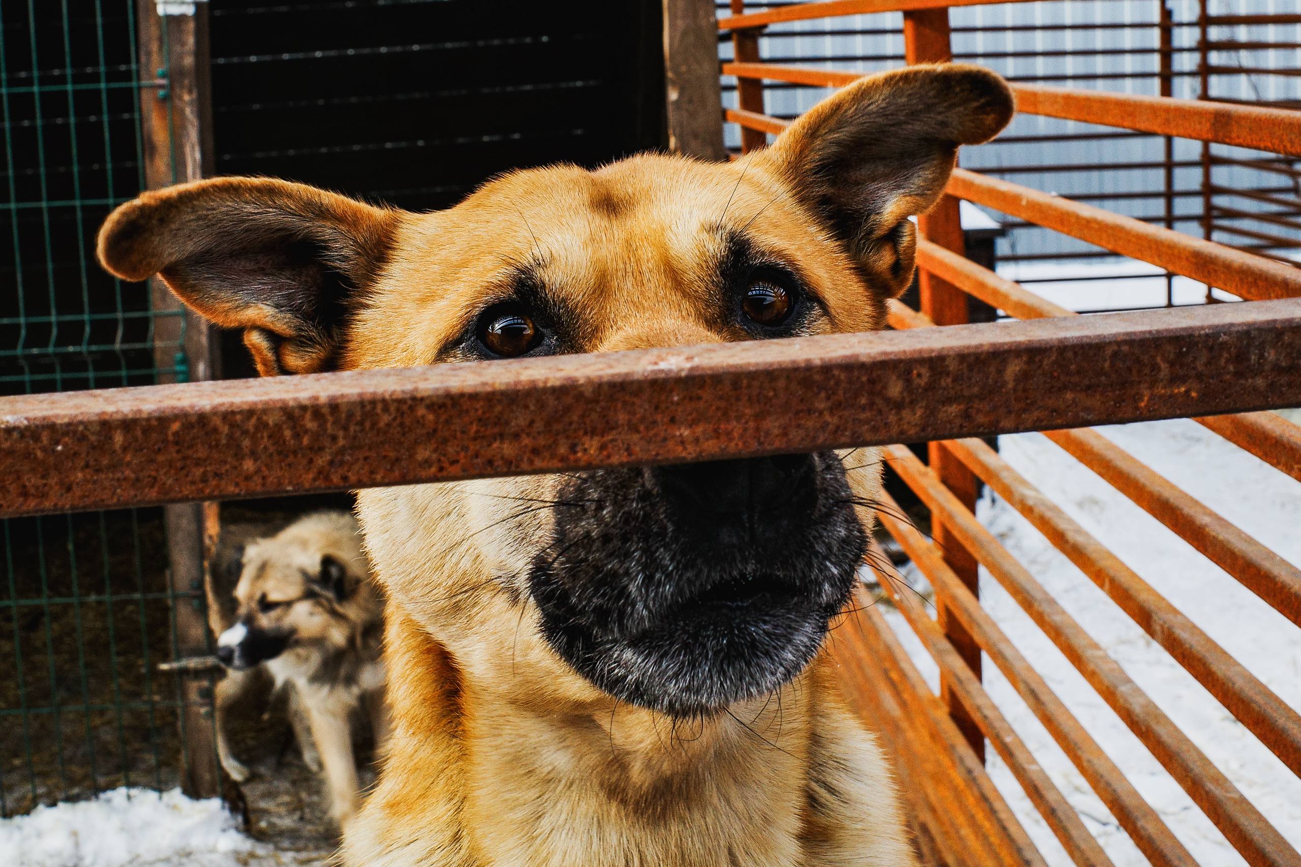 Московский зоопарк или навсегда в приюте: кто заберёт собаку из челябинского «Додо»