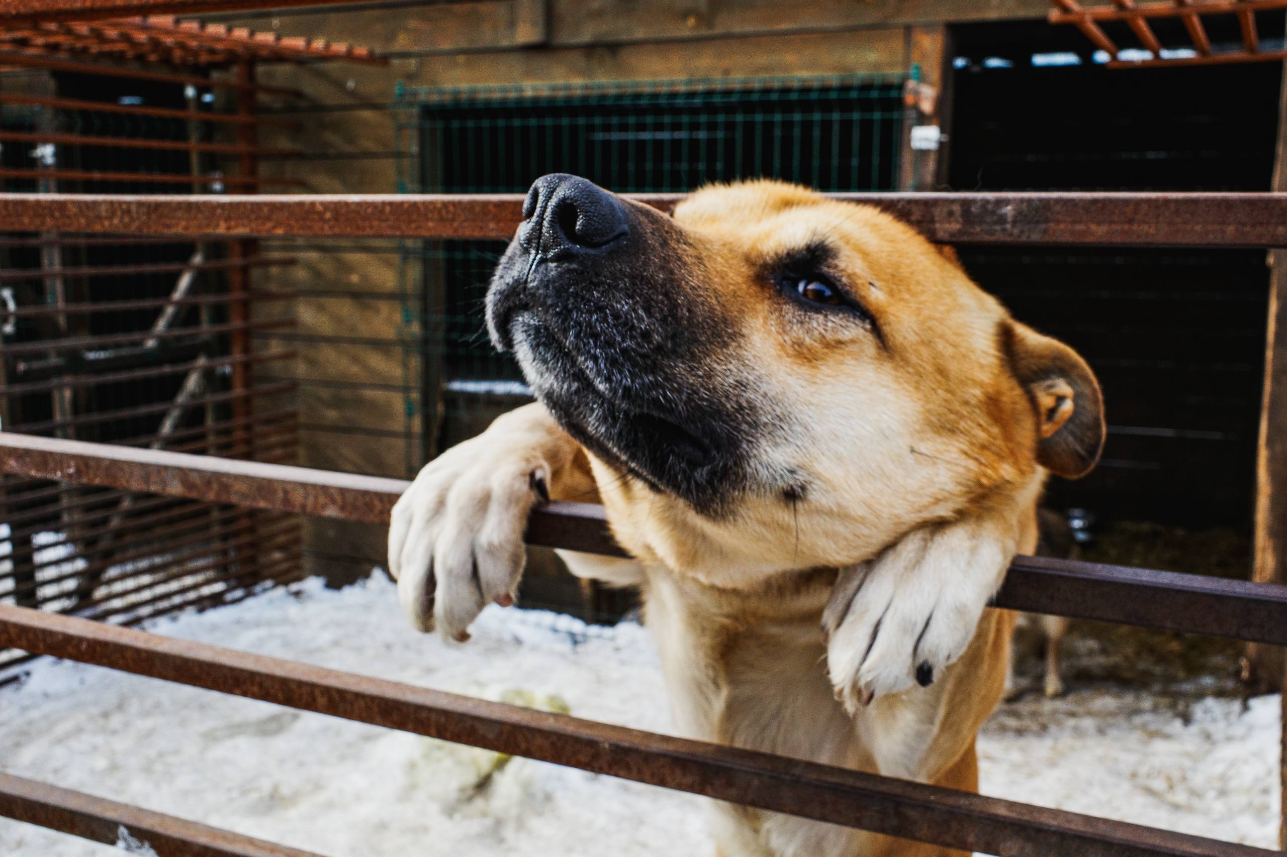 Московский зоопарк или навсегда в приюте: кто заберёт собаку из челябинского «Додо»