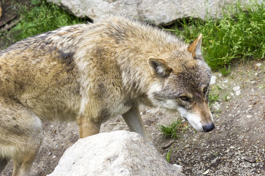 В Челябинском зоопарке показали травоядных волков 
