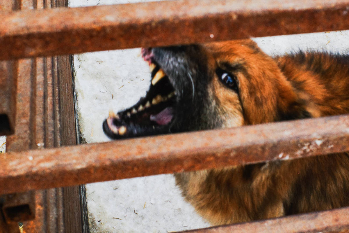 Под Челябинском собака сильно покусала 17-летнюю девушку*1