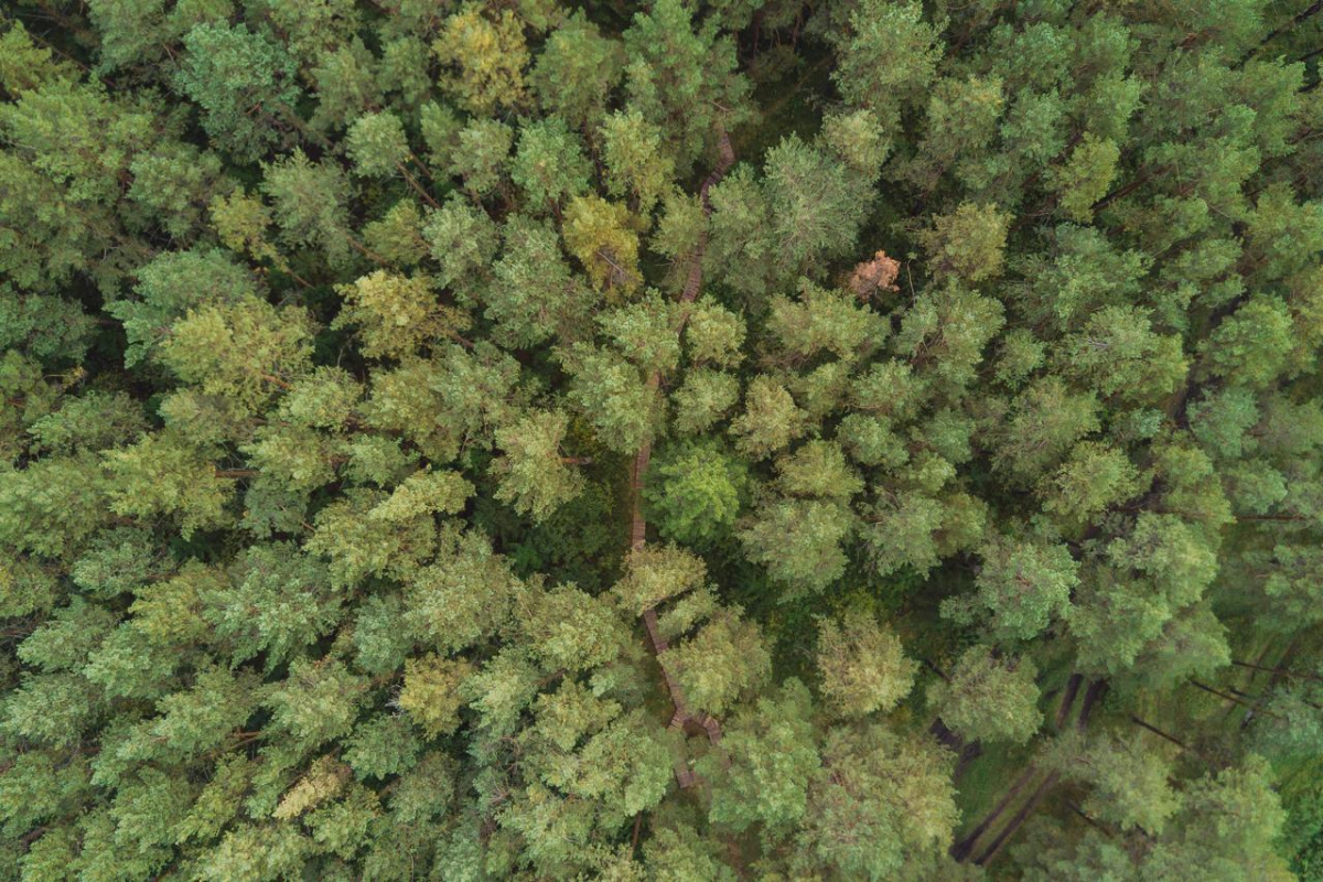 Съедобные «пальцы феи» обнаружили в лесах Челябинской области*1