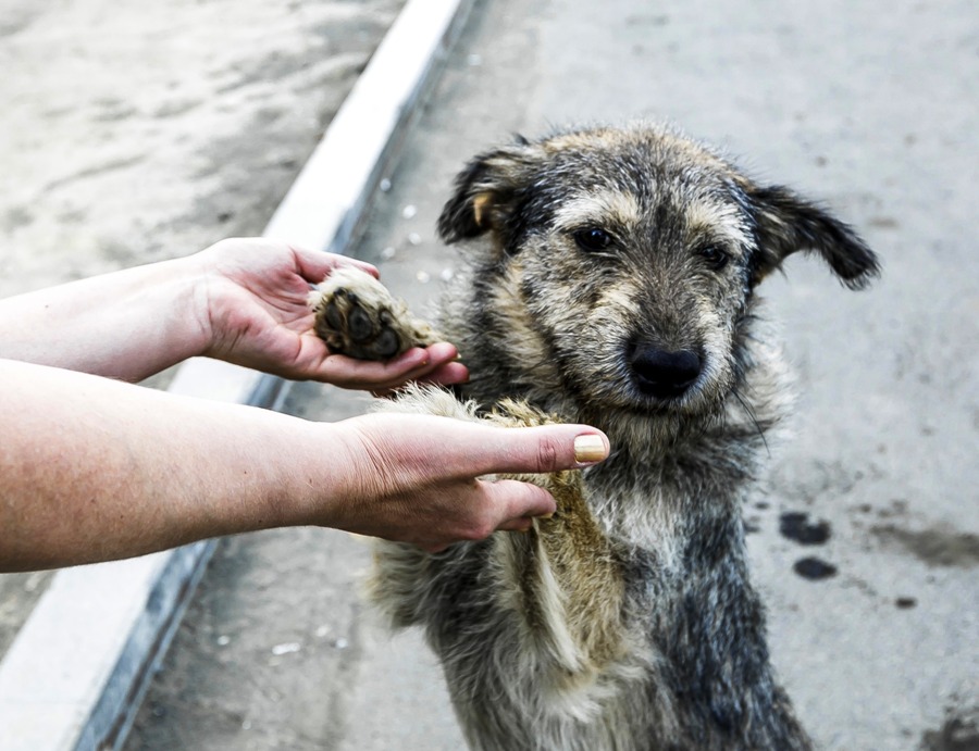 Кормить бездомных собак и кошек запретили в Челябинской области