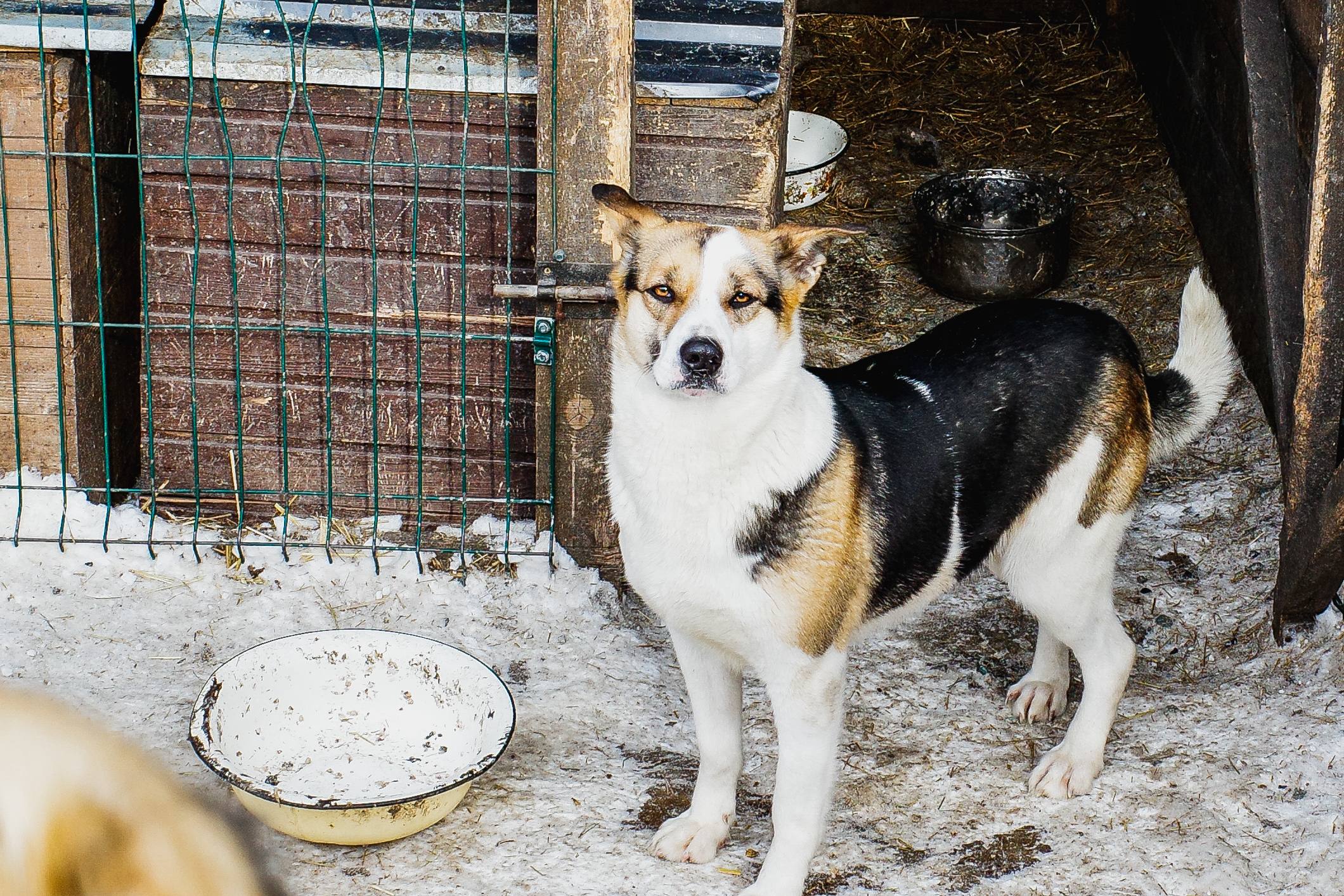 Московский зоопарк или навсегда в приюте: кто заберёт собаку из челябинского «Додо»