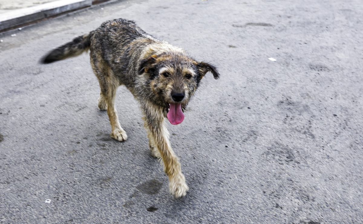 Власти Челябинска прокомментировали ситуацию с нападением пса на прохожую*1
