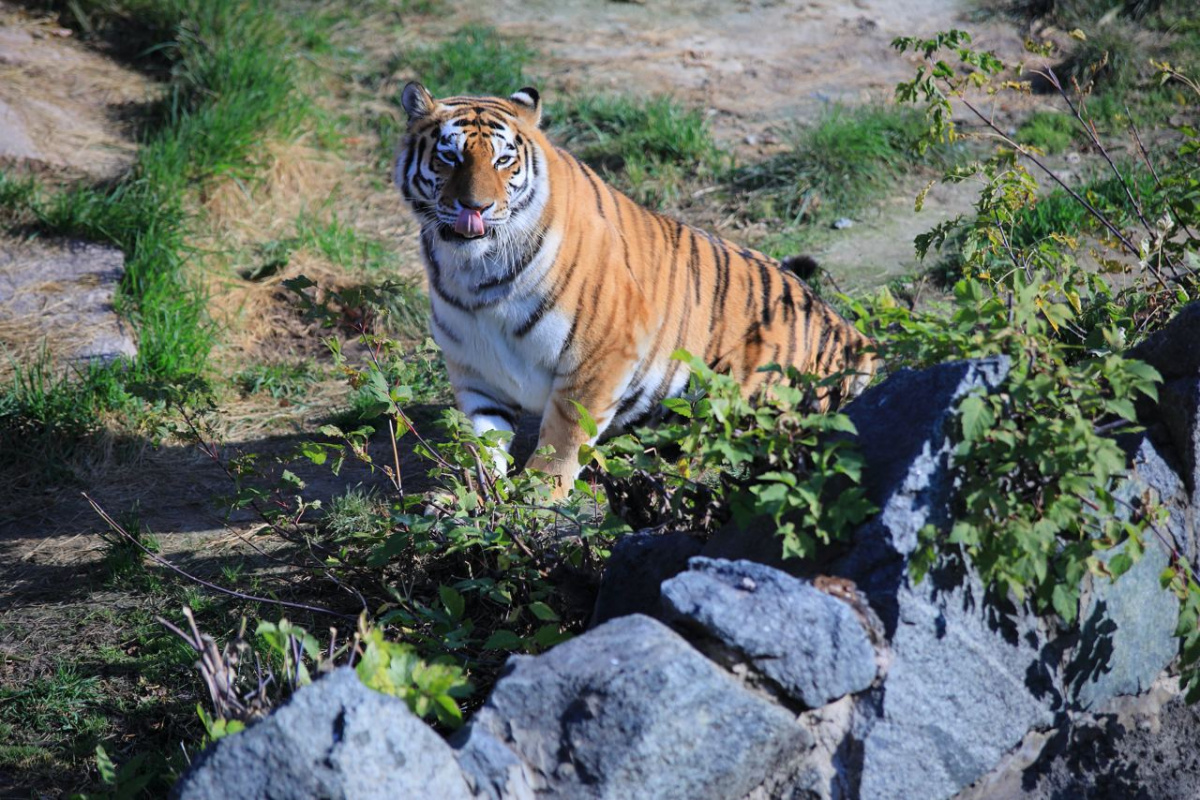 В челябинском зоопарке рассказали о болезни тигра Матиса и леопарда Амира*1