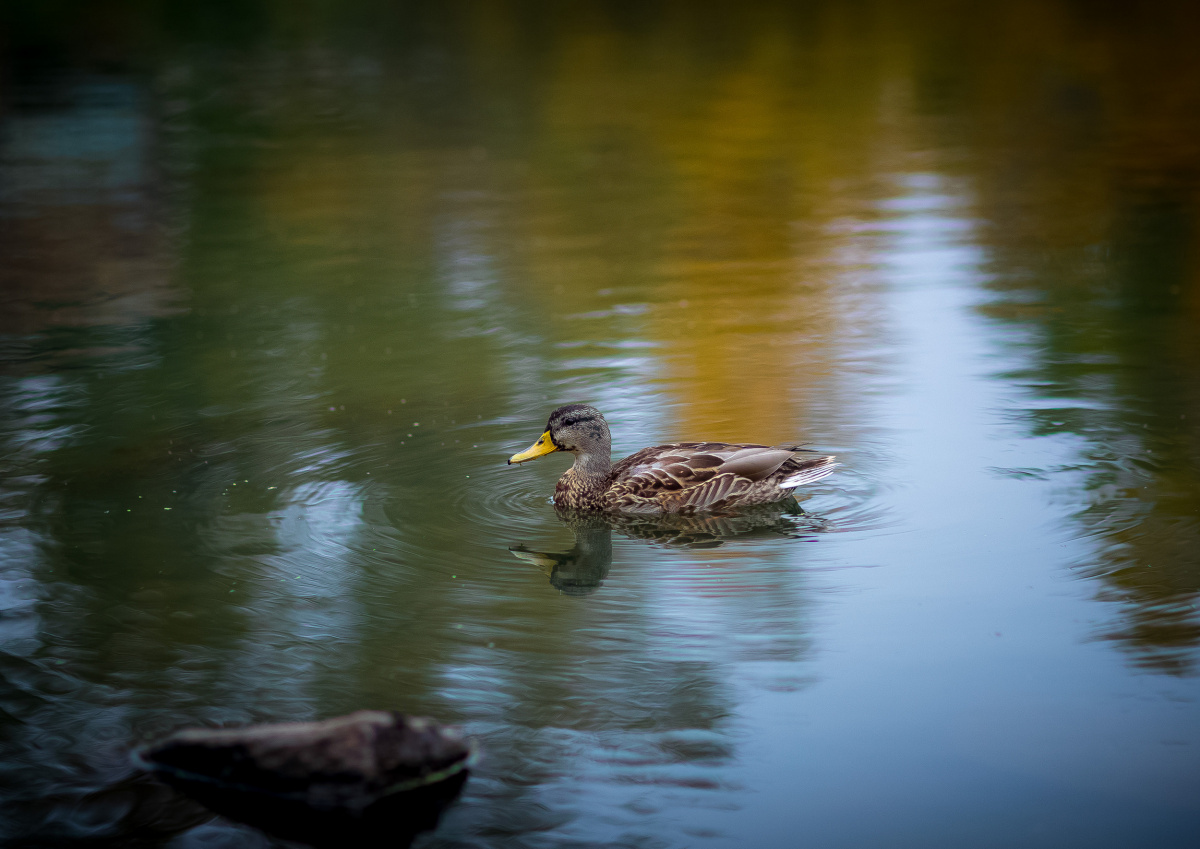 134 тысячи мальков сазана выпустили во Второе озеро под Челябинском*1