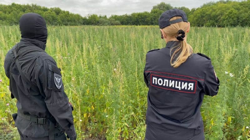 Жителя Челябинской области задержали за 200 «соток» конопли