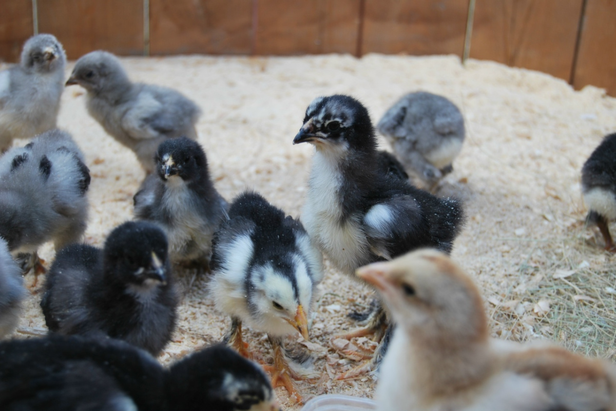 11 тысяч цыпочек не выпустили из Челябинской области за границу*