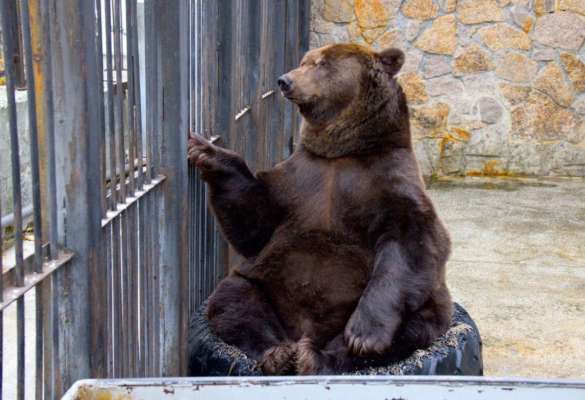 В Челябинске официально проснулись бурые медведи*