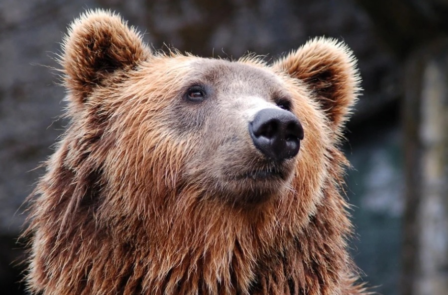 Медведь-богатырь попал в фотоловушку на «Таганае»