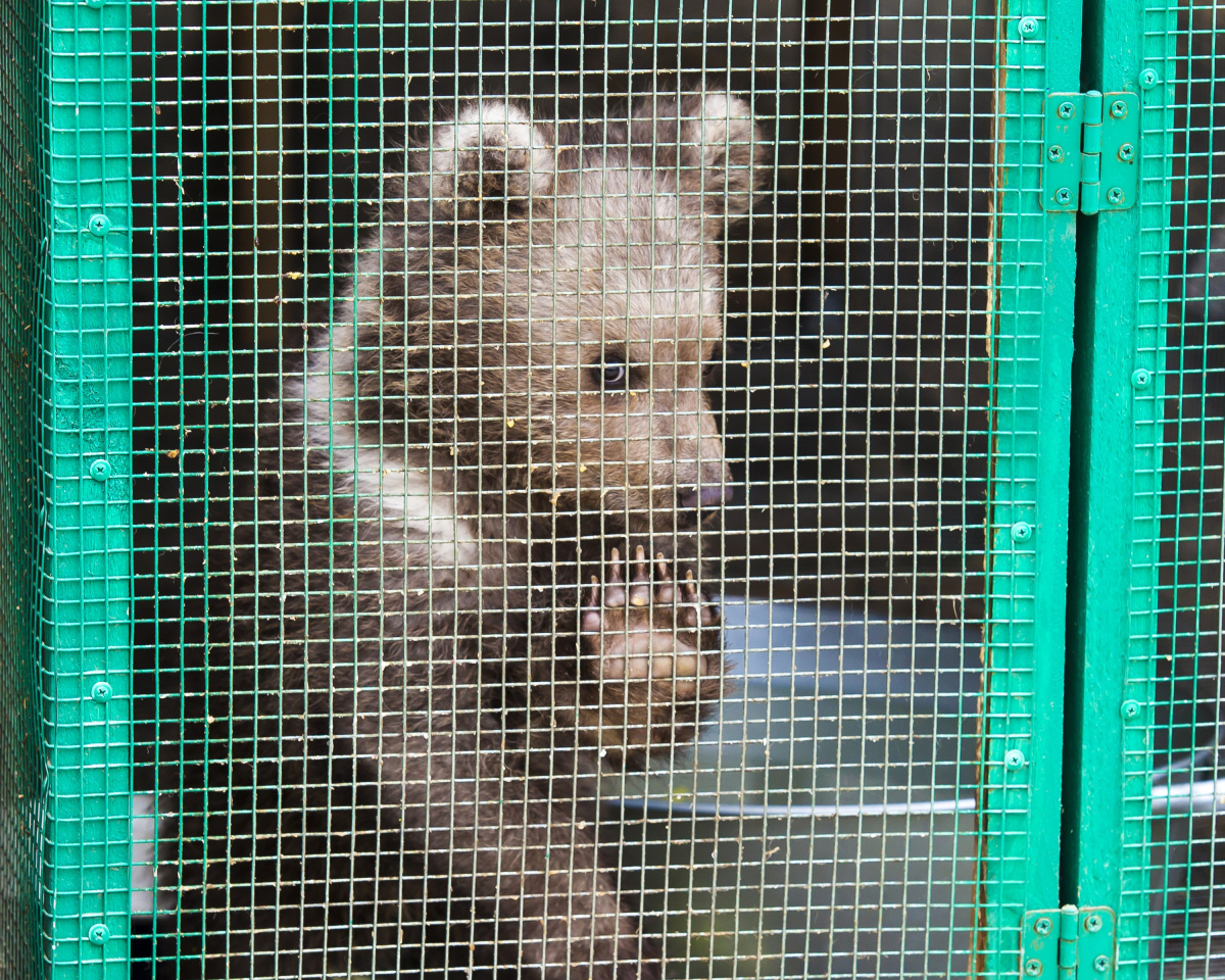 Медвежьи истории: как спасают косолапых в Челябинской области*1