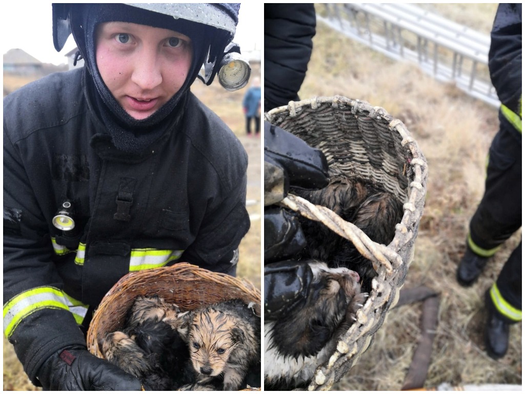 В Челябинской области пожарные спасли от огня 9 щенков
