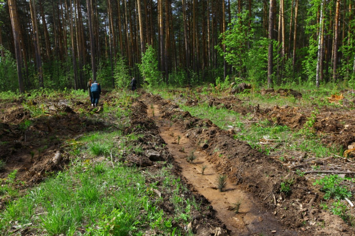 Власти Челябинской области обсудили обустройство Каштакского бора*