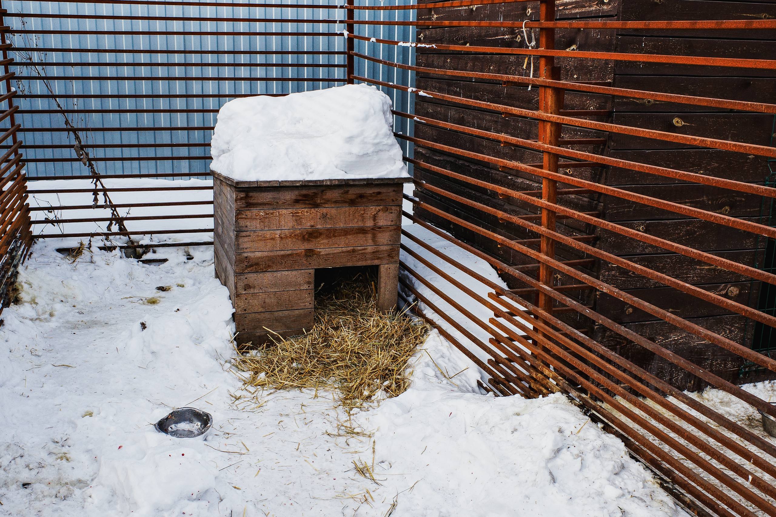 Московский зоопарк или навсегда в приюте: кто заберёт собаку из челябинского «Додо»