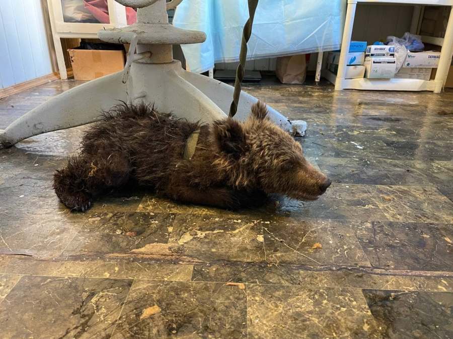 На дороге в Челябинской области нашли умирающего медвежонка