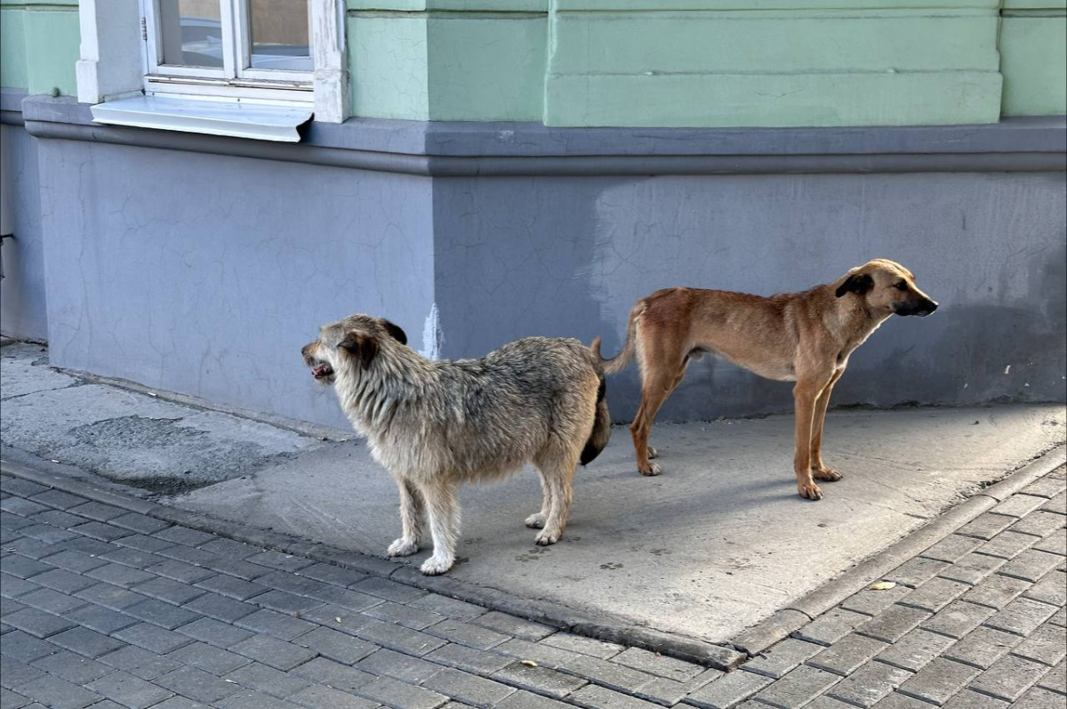 Власти в Челябинской области заплатят компенсацию за укус ребенка бродячей собакой*