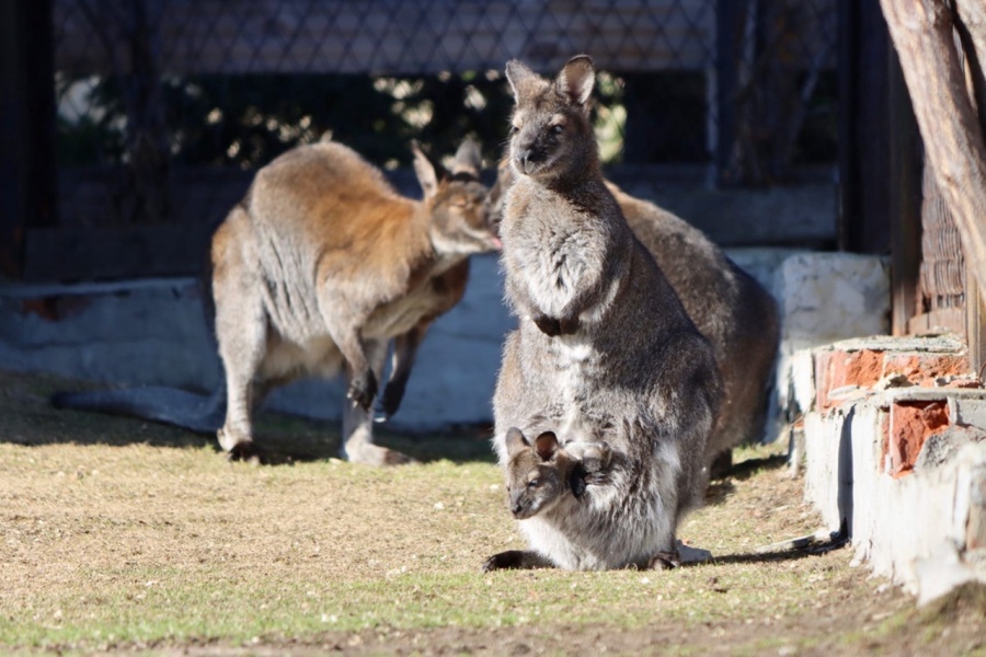 Челябинский зоопарк поделился первыми фото новорожденных кенгурят