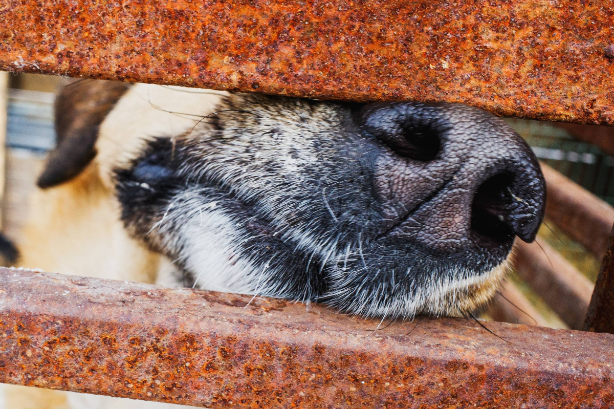 Московский зоопарк или навсегда в приюте: кто заберёт собаку из челябинского «Додо»*1