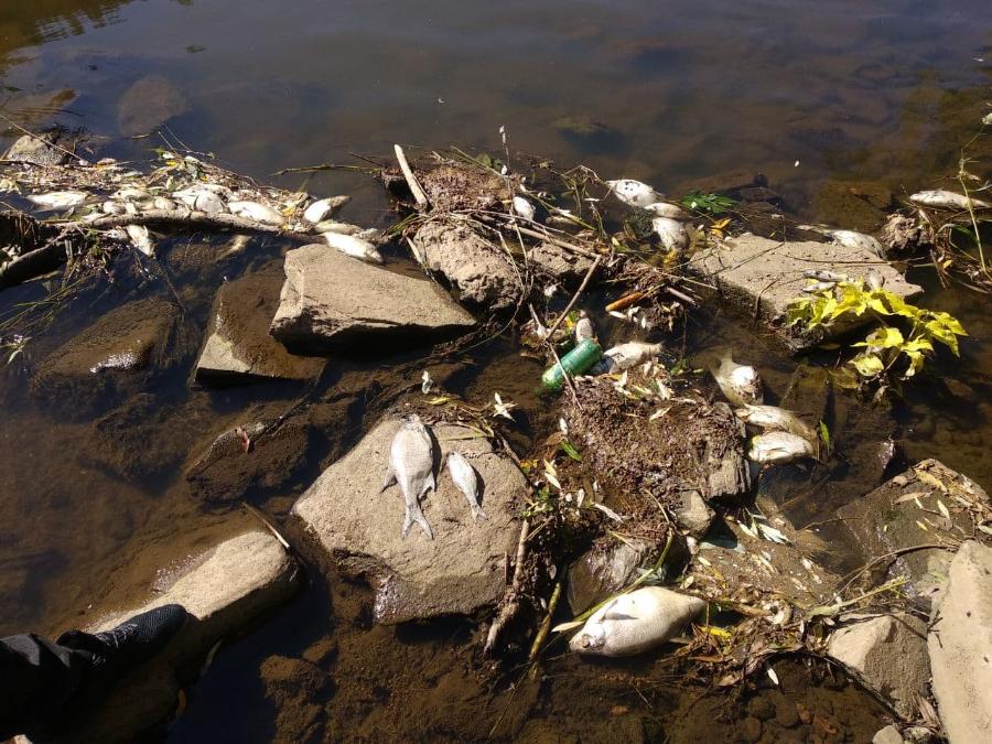 Берега реки Ай в Челябинской области завалило мертвой рыбой