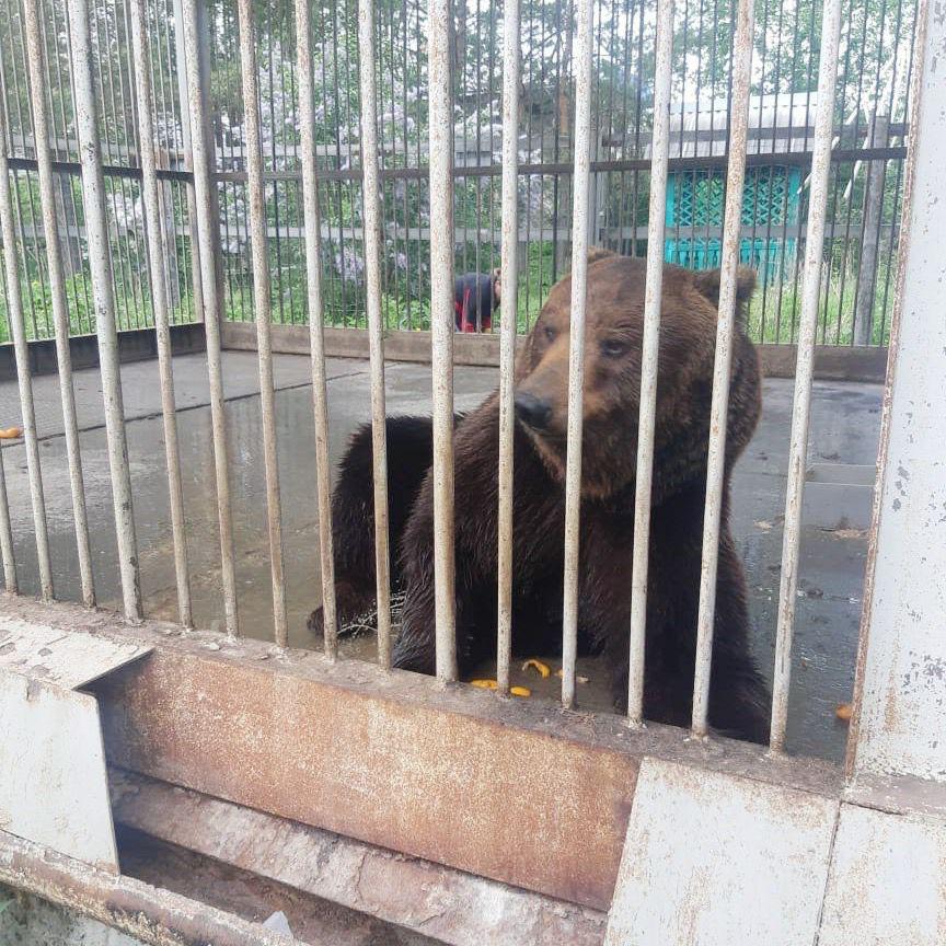 О медведе с трассы в Челябинской области позаботится губернатор