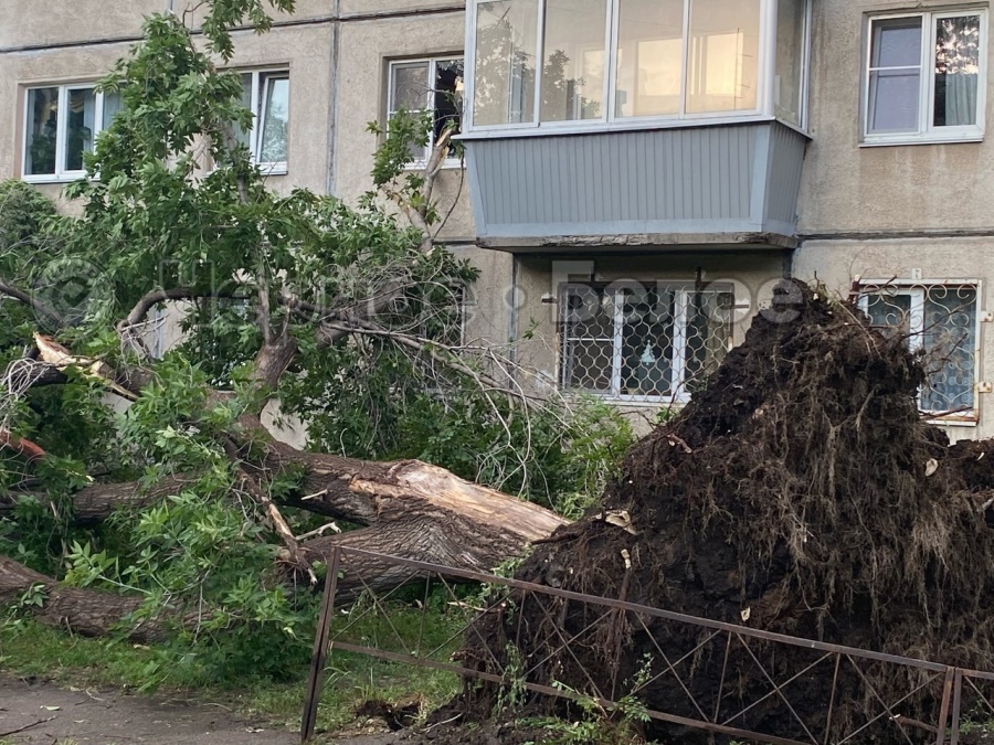 Упавшее дерево выбило окно в многоэтажке Магнитогорска