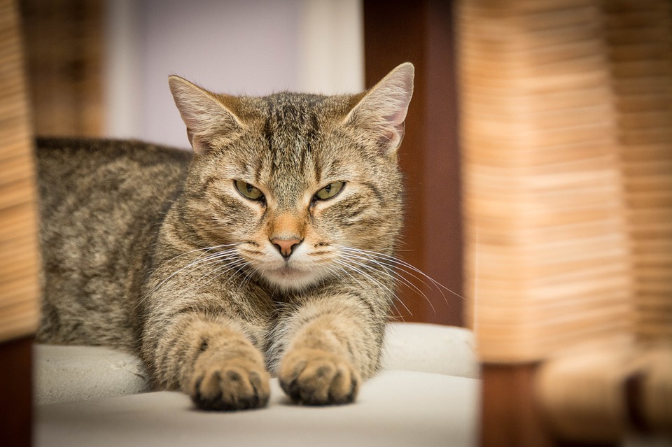 Котик из Челябинской области попал в топ-10 котов года