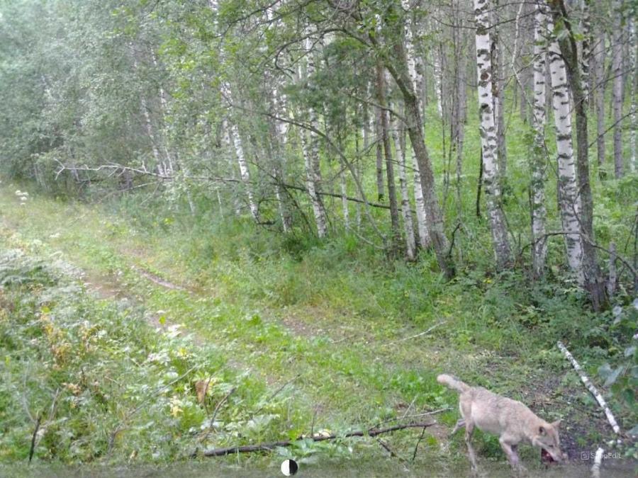 Молодые волки вышли на охоту в нацпарке Челябинской области*